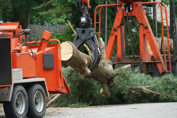 Best Tree Root Removal  in USA